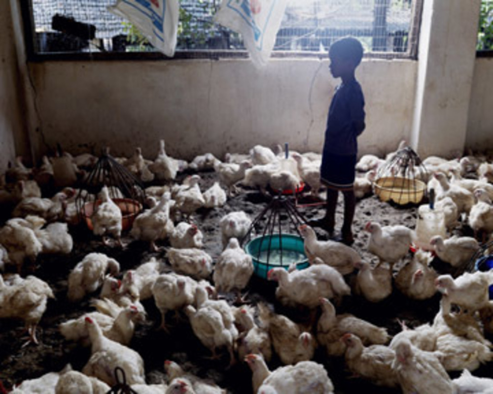 Boy With Chickens