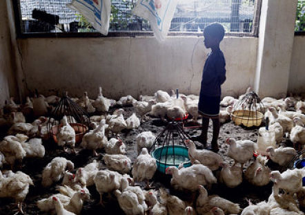 The Road to Salvador do Mundo Bharat Sikka